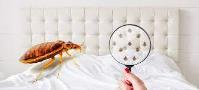 247 Bed Bug Control Brisbane image 2